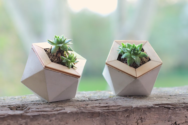 Geometric concrete planter with wooden top filled with succulents